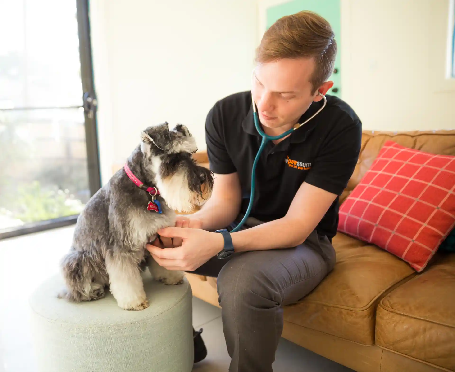 Terrier being examined at home by a Pawssum vet