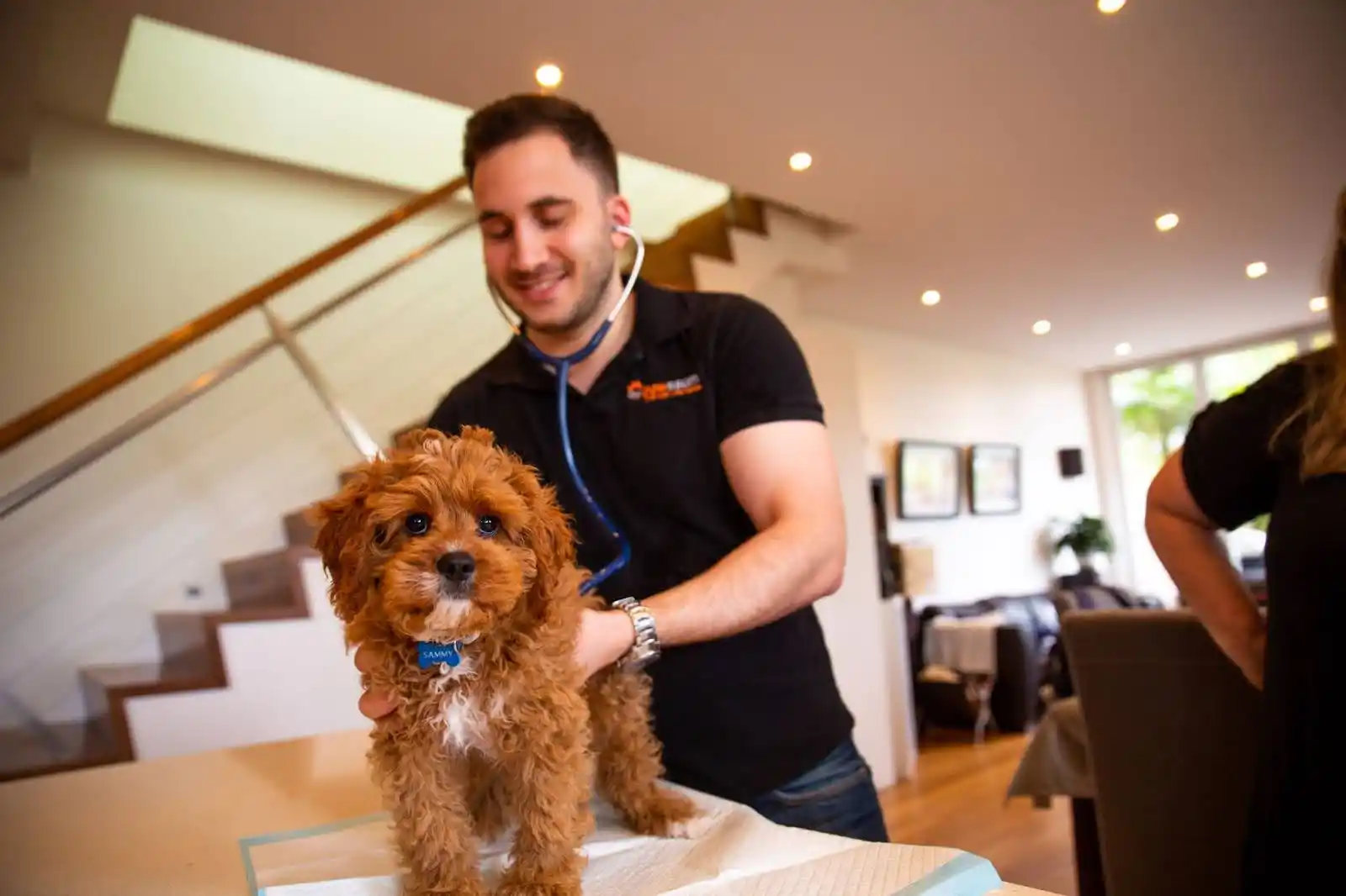 pawssum vet in house examining small dog with brown curly fut