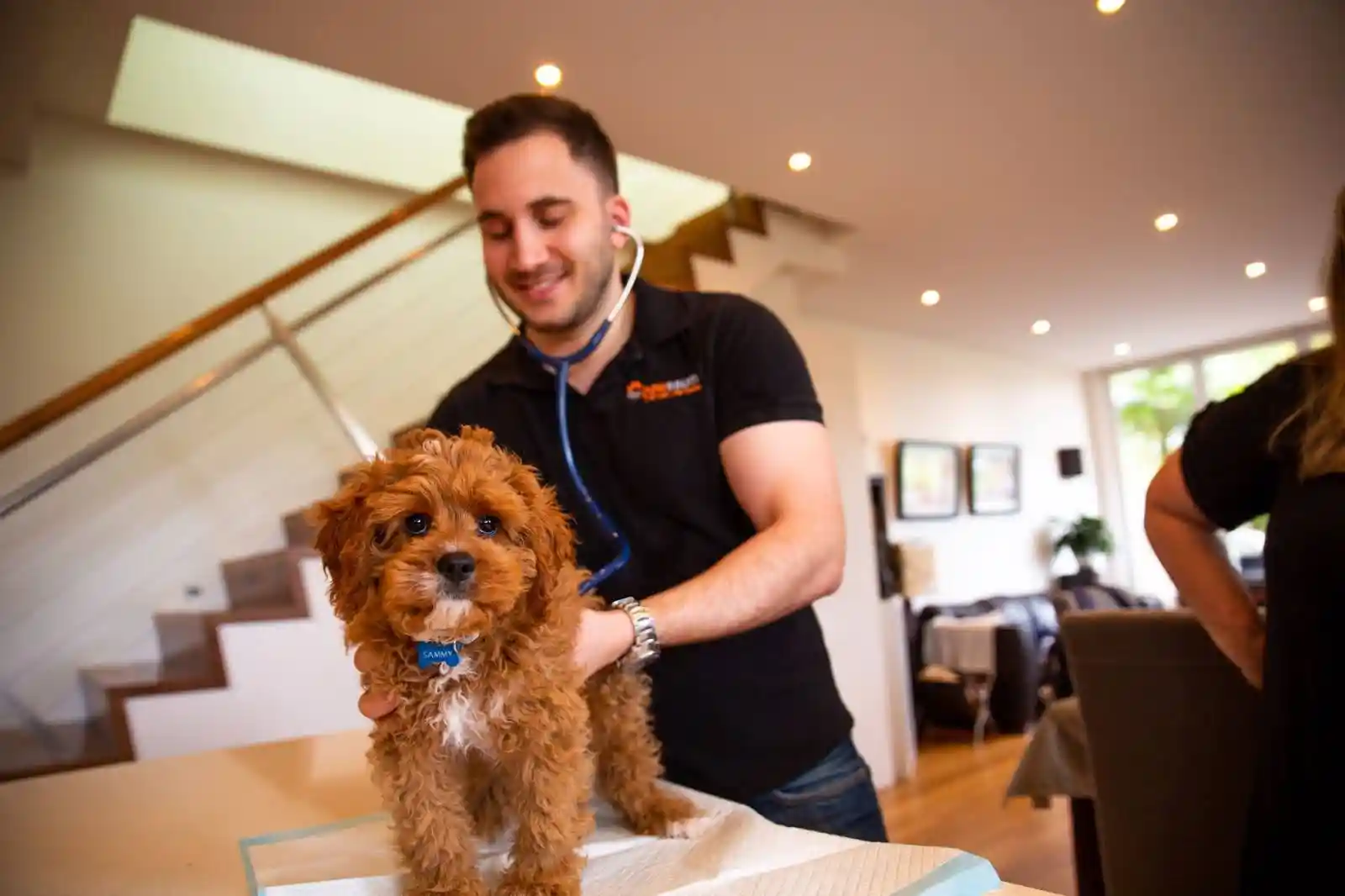 Cavoodle: The Ultimate Guide to Your Perfect Family Dog