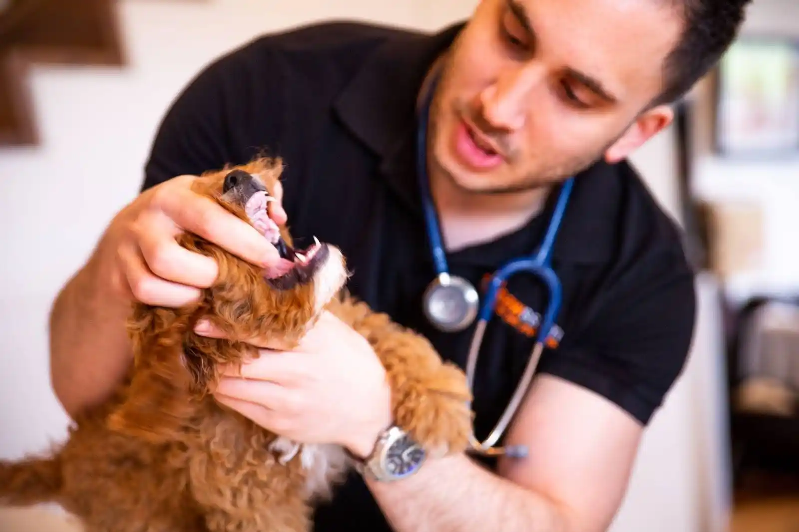 pawssum vet examining the teeth of a small dog with curly brown fur