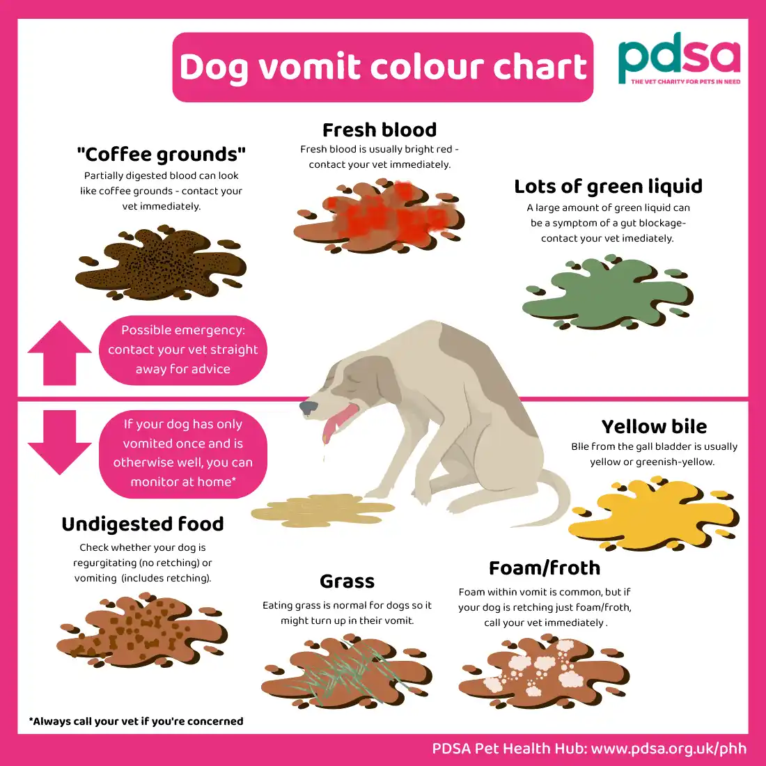 whats in my dogs vomit ? 