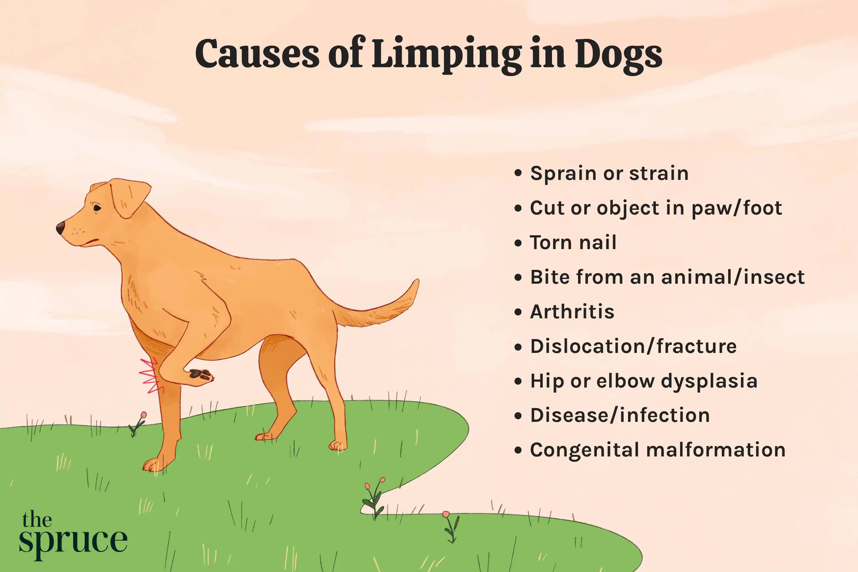 why is my dog limping