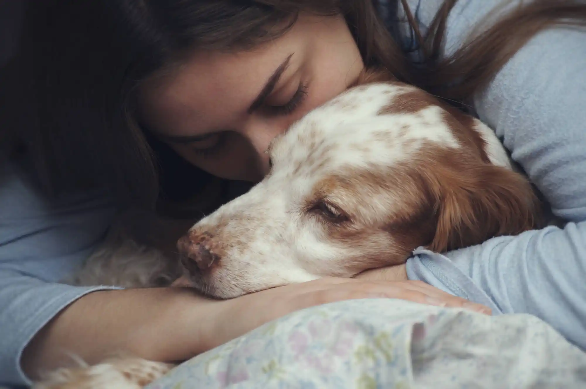 Dog on a blanket in bed