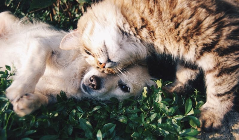 dog and cat snuggling on grass