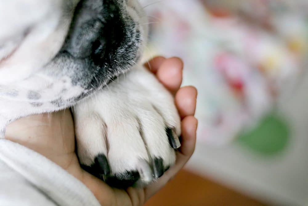 woman holding dog's paw