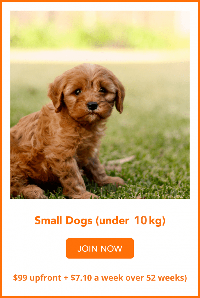 small dogs