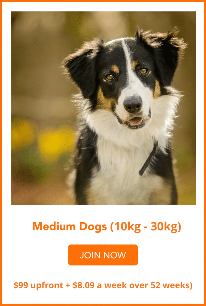 medium dogs