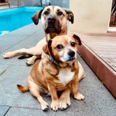 2dogs
