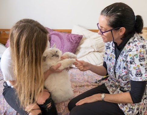 cat euthanasia