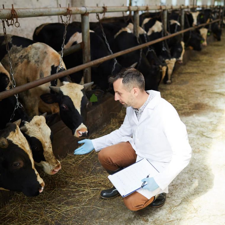 Farm Vet