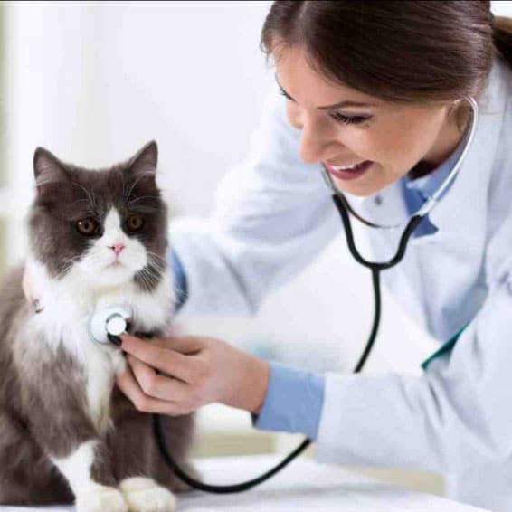 cat euthanasia
