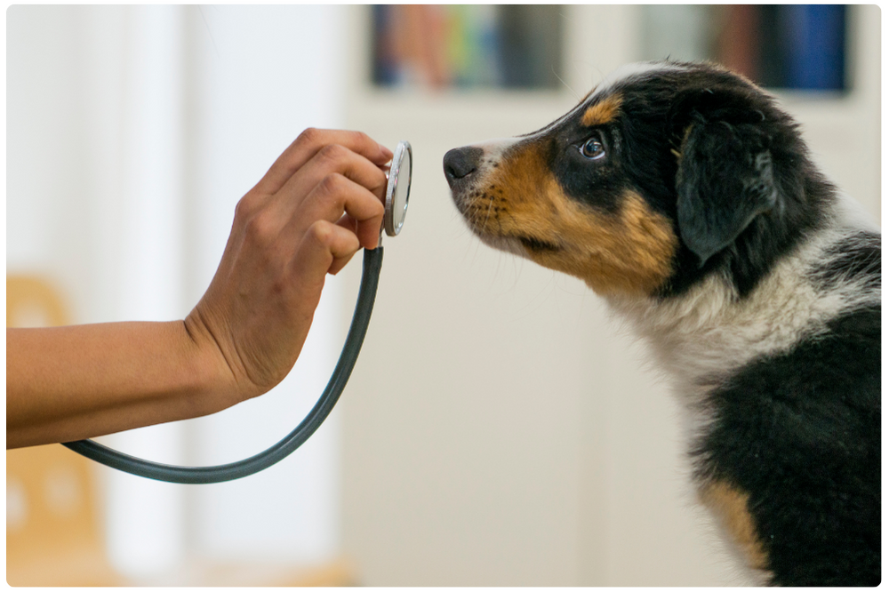 Dog with a veterinarian