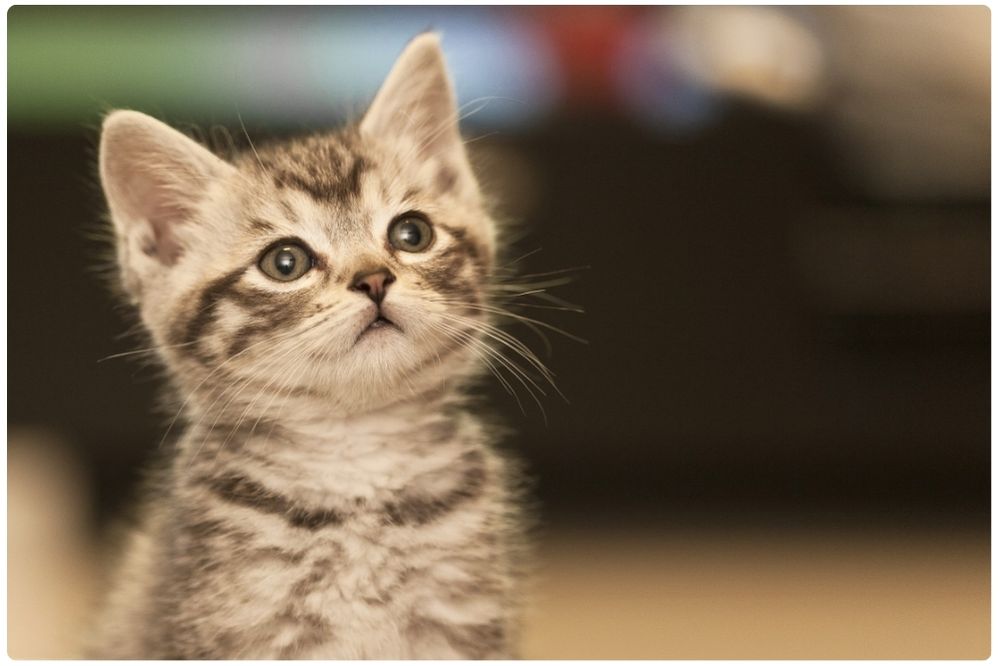 Kitten